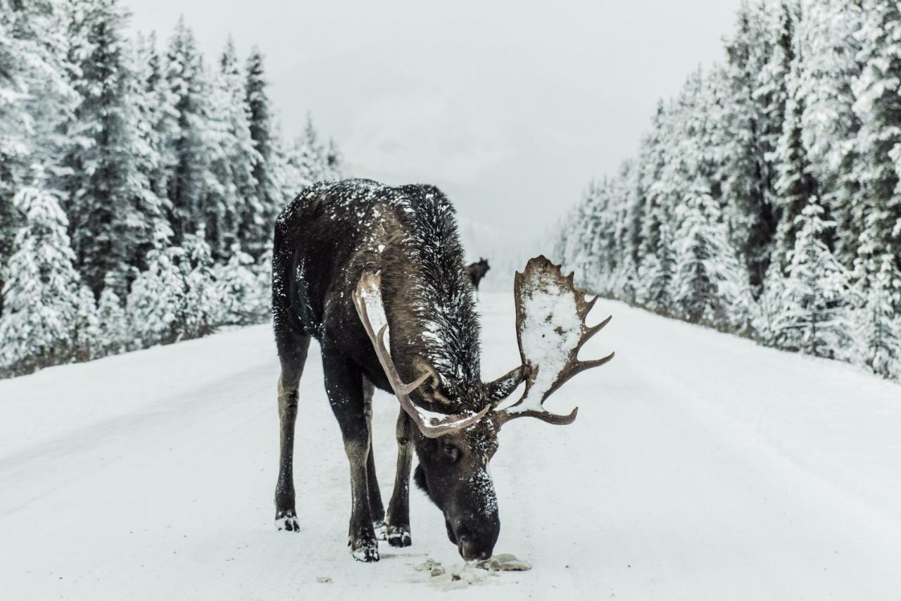 Vildmarks Lodge Ytterhogdal Экстерьер фото